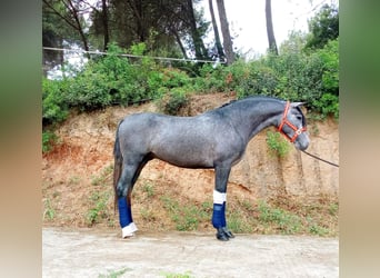 PRE Mix, Ogier, 3 lat, 163 cm, Siwa