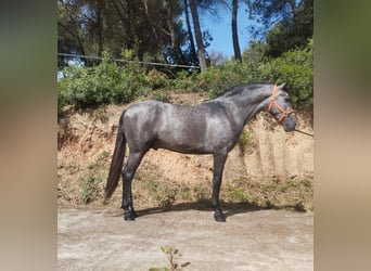 PRE Mix, Ogier, 3 lat, 163 cm, Siwa