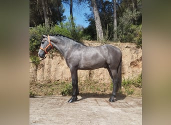 PRE Mix, Ogier, 3 lat, 163 cm, Siwa