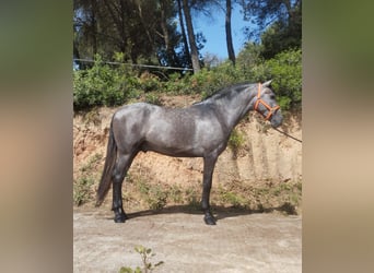 PRE Mix, Ogier, 3 lat, 163 cm, Siwa