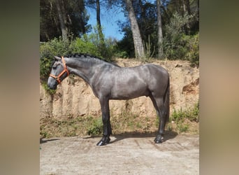 PRE Mix, Ogier, 3 lat, 163 cm, Siwa
