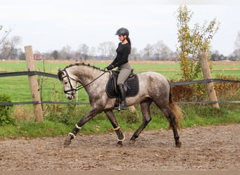 PRE Mix, Ogier, 3 lat, 163 cm, Siwa