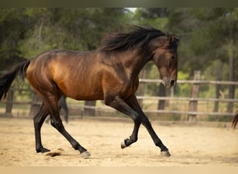 PRE, Ogier, 3 lat, 164 cm, Gniada