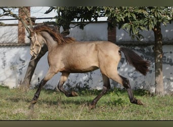 PRE Mix, Ogier, 3 lat, 164 cm, Jelenia