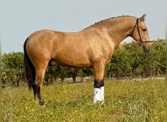 PRE Mix, Ogier, 3 lat, 164 cm, Jelenia