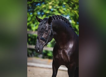 PRE Mix, Ogier, 3 lat, 164 cm, Kara
