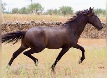 PRE Mix, Ogier, 3 lat, 164 cm, Kara