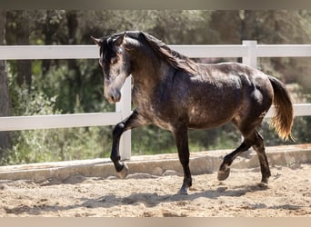 PRE Mix, Ogier, 3 lat, 164 cm, Karosiwa