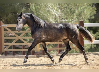 PRE Mix, Ogier, 3 lat, 164 cm, Karosiwa