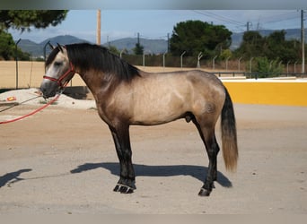 PRE Mix, Ogier, 3 lat, 164 cm, Może być siwy