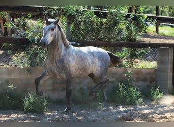 PRE, Ogier, 3 lat, 164 cm, Siwa jabłkowita