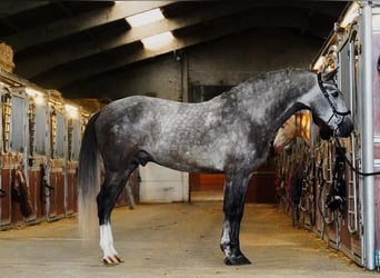 PRE Mix, Ogier, 3 lat, 164 cm, Siwa jabłkowita
