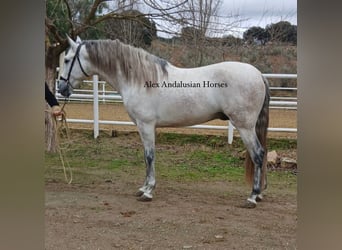 PRE Mix, Ogier, 3 lat, 164 cm, Siwa