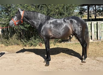 PRE, Ogier, 3 lat, 164 cm, Siwa