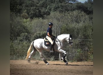 PRE, Ogier, 3 lat, 164 cm, Siwa