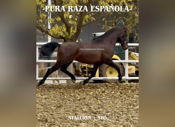 PRE Mix, Ogier, 3 lat, 165 cm, Ciemnogniada