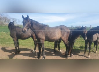 PRE Mix, Ogier, 3 lat, 165 cm, Formy Brown Falb