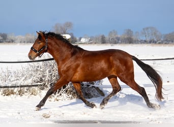 PRE Mix, Ogier, 3 lat, 165 cm, Gniada