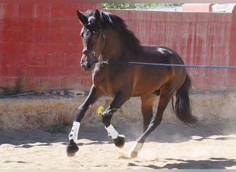 PRE, Ogier, 3 lat, 165 cm, Gniada