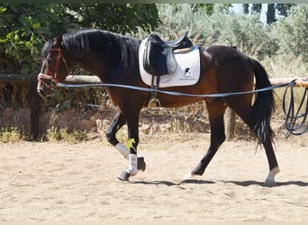 PRE, Ogier, 3 lat, 165 cm, Gniada