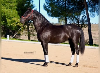 PRE Mix, Ogier, 3 lat, 165 cm, Kara