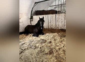 PRE, Ogier, 3 lat, 165 cm, Kara