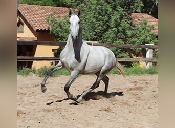 PRE Mix, Ogier, 3 lat, 165 cm, Siwa jabłkowita
