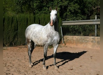 PRE Mix, Ogier, 3 lat, 165 cm, Siwa jabłkowita