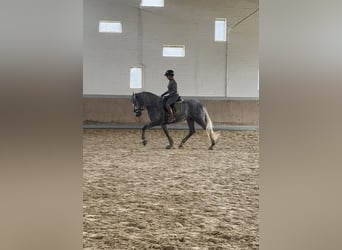 PRE Mix, Ogier, 3 lat, 165 cm, Siwa PRE Mix, Ogier, 3 lat, 165 cm, Siwa