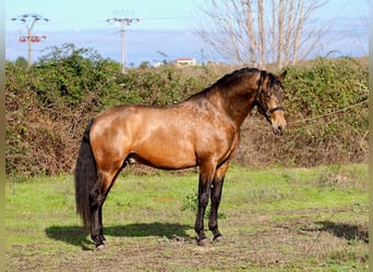 PRE Mix, Ogier, 3 lat, 166 cm, Bułana