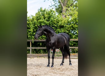 PRE Mix, Ogier, 3 lat, 166 cm, Kara
