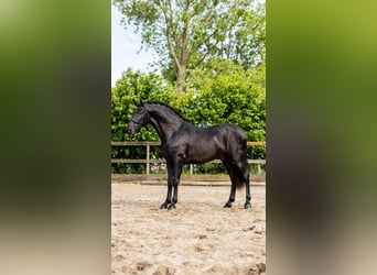 PRE Mix, Ogier, 3 lat, 166 cm, Kara