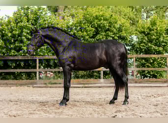 PRE Mix, Ogier, 3 lat, 166 cm, Kara