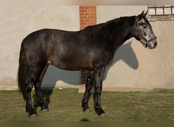 PRE Mix, Ogier, 3 lat, 166 cm, Karosiwa