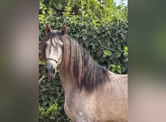 PRE Mix, Ogier, 3 lat, 166 cm, Siwa jabłkowita