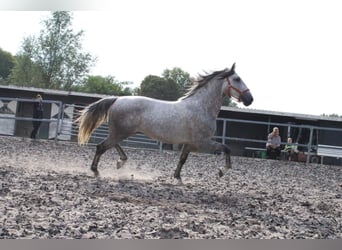 PRE Mix, Ogier, 3 lat, 166 cm, Siwa jabłkowita