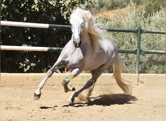 PRE, Ogier, 3 lat, 166 cm, Siwa
