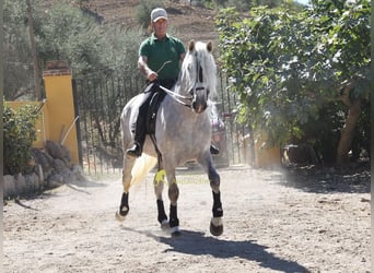 PRE, Ogier, 3 lat, 166 cm, Siwa
