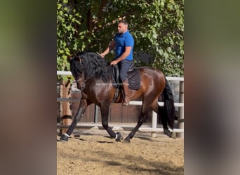 PRE Mix, Ogier, 3 lat, 167 cm, Ciemnogniada