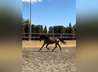 PRE Mix, Ogier, 3 lat, 167 cm, Gniada