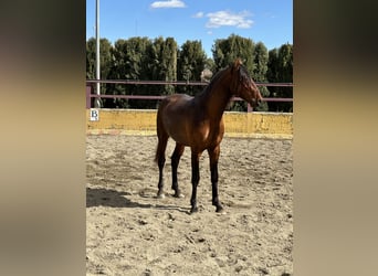 PRE Mix, Ogier, 3 lat, 167 cm, Gniada