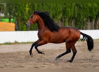PRE Mix, Ogier, 3 lat, 167 cm, Gniada