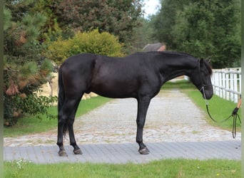 PRE, Ogier, 3 lat, 167 cm, Kara
