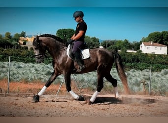 PRE, Ogier, 3 lat, 167 cm, Karosiwa