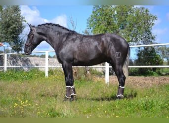 PRE, Ogier, 3 lat, 167 cm, Siwa