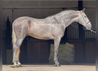 PRE Mix, Ogier, 3 lat, 167 cm, Siwa