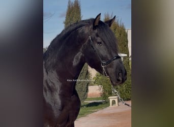 PRE Mix, Ogier, 3 lat, 168 cm, Kara