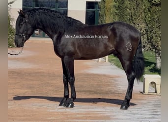 PRE Mix, Ogier, 3 lat, 168 cm, Kara