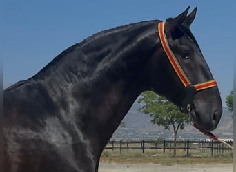PRE Mix, Ogier, 3 lat, 168 cm, Kara