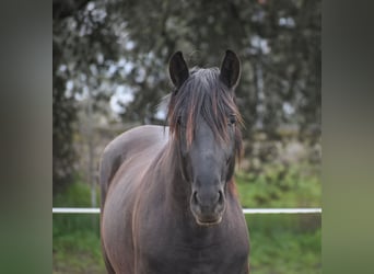 PRE, Ogier, 3 lat, 168 cm, Kara